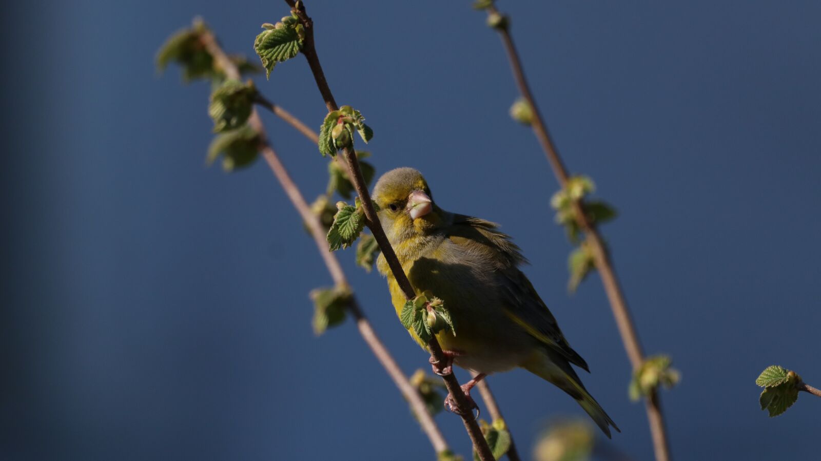150-600mm F5-6.3 DG OS HSM | Contemporary 015 sample photo. Tit, nature, bird photography
