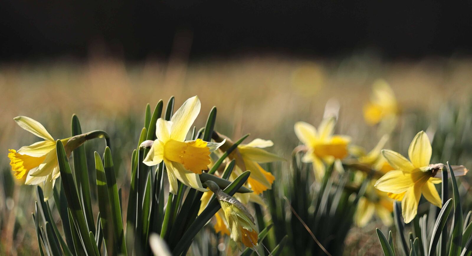 Canon EOS 80D sample photo. Flower, narcissus, flora, garden photography