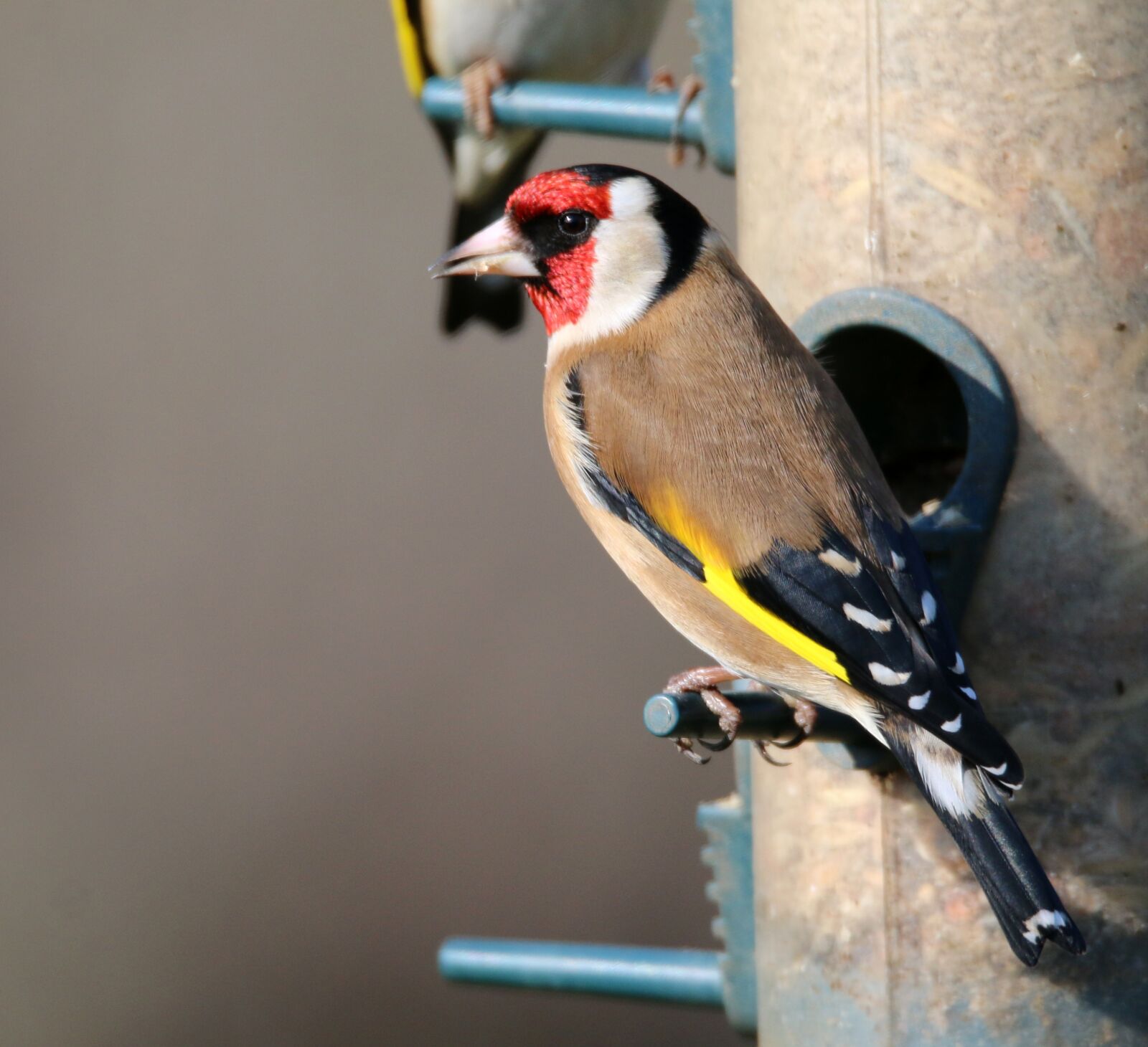 Canon EOS 70D sample photo. Stieglitz, bird, garden photography