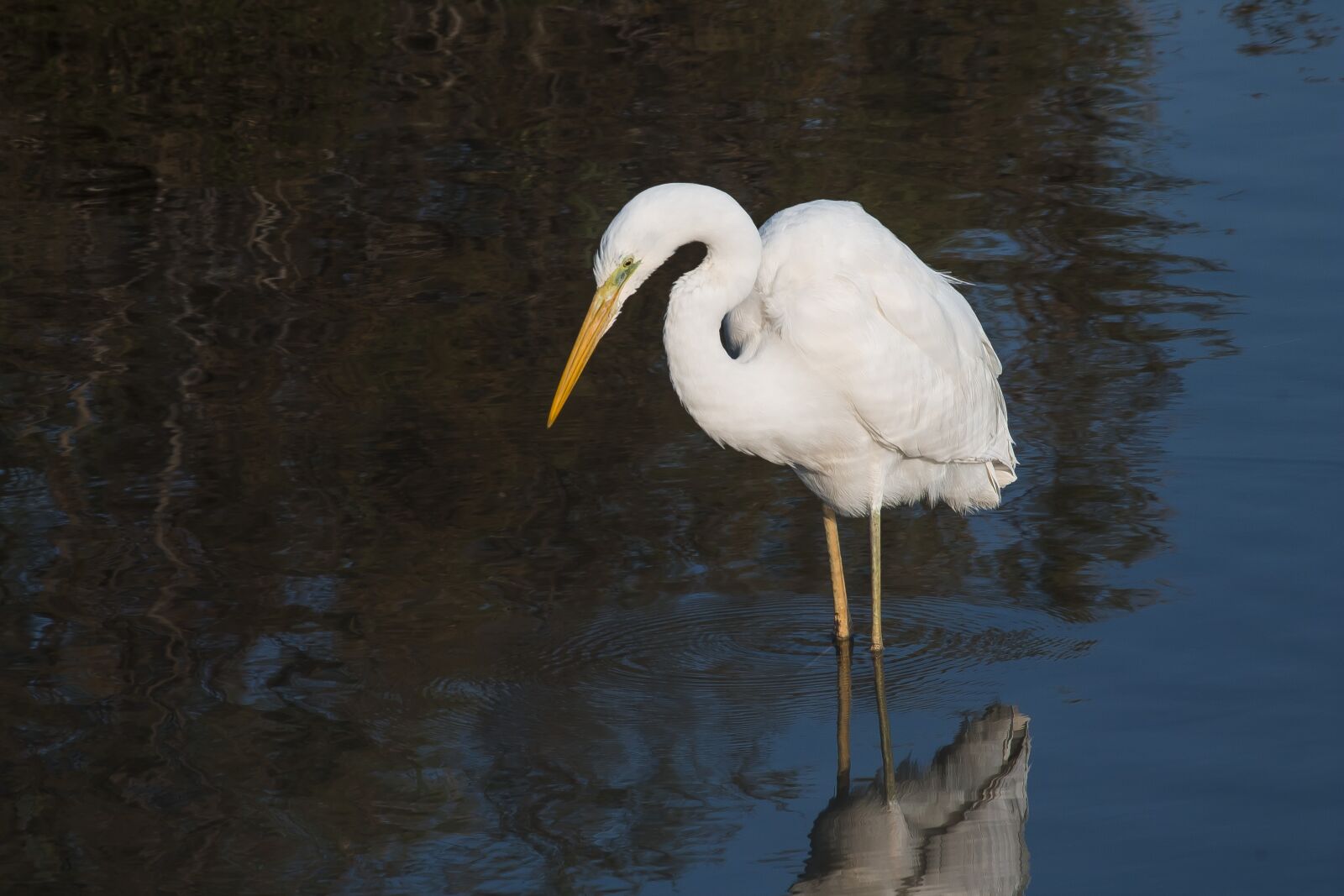 Canon EOS 1100D (EOS Rebel T3 / EOS Kiss X50) sample photo. Wildlife, birds, egret photography