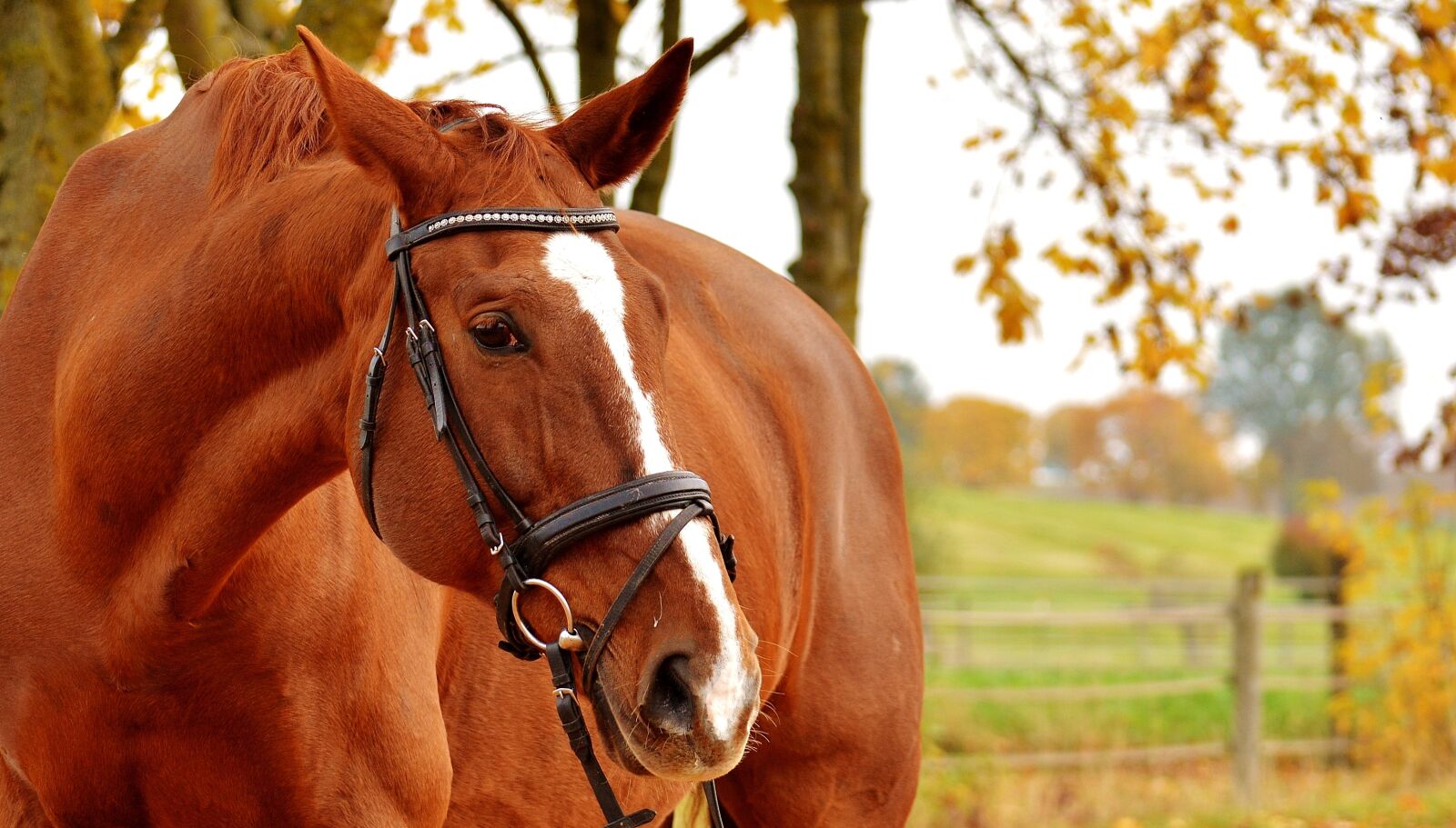 Nikon D3200 sample photo. Horse, brown, animal photography