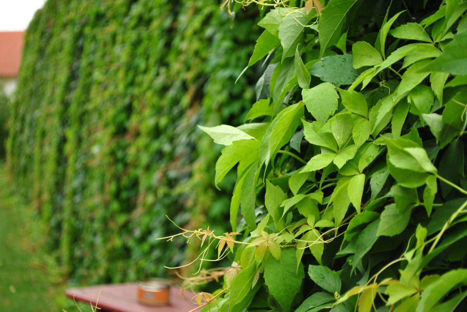Nikon D3000 sample photo. Wild grapes, wall, green photography