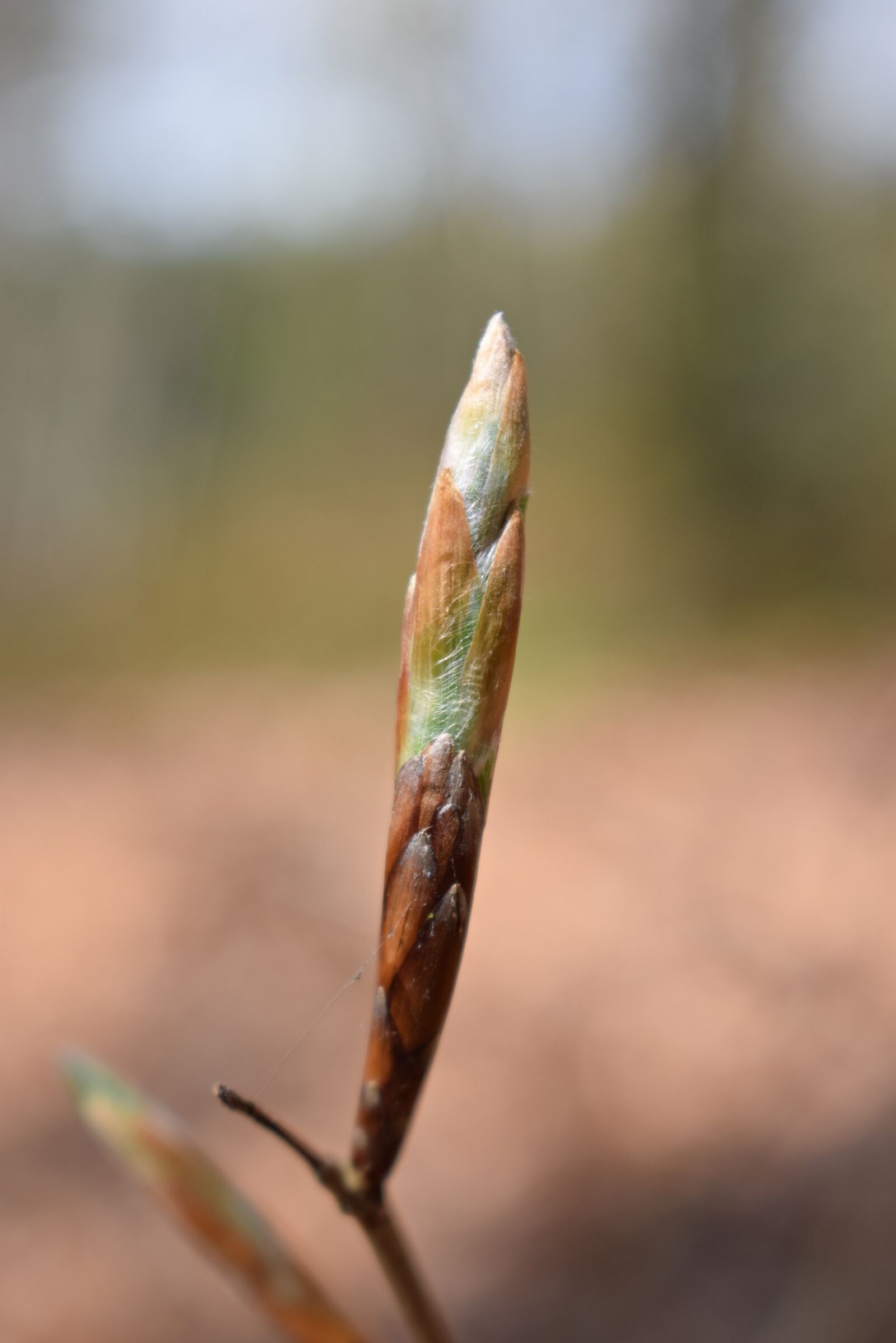 Nikon D3300 sample photo. Spring, bud, beech photography