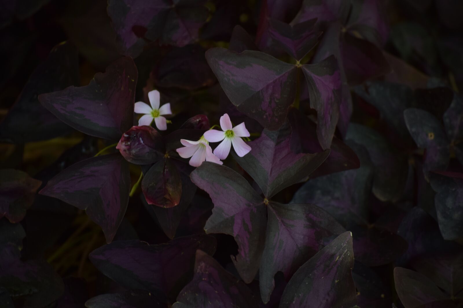 Nikon D3300 sample photo. Flower, dark, pink photography