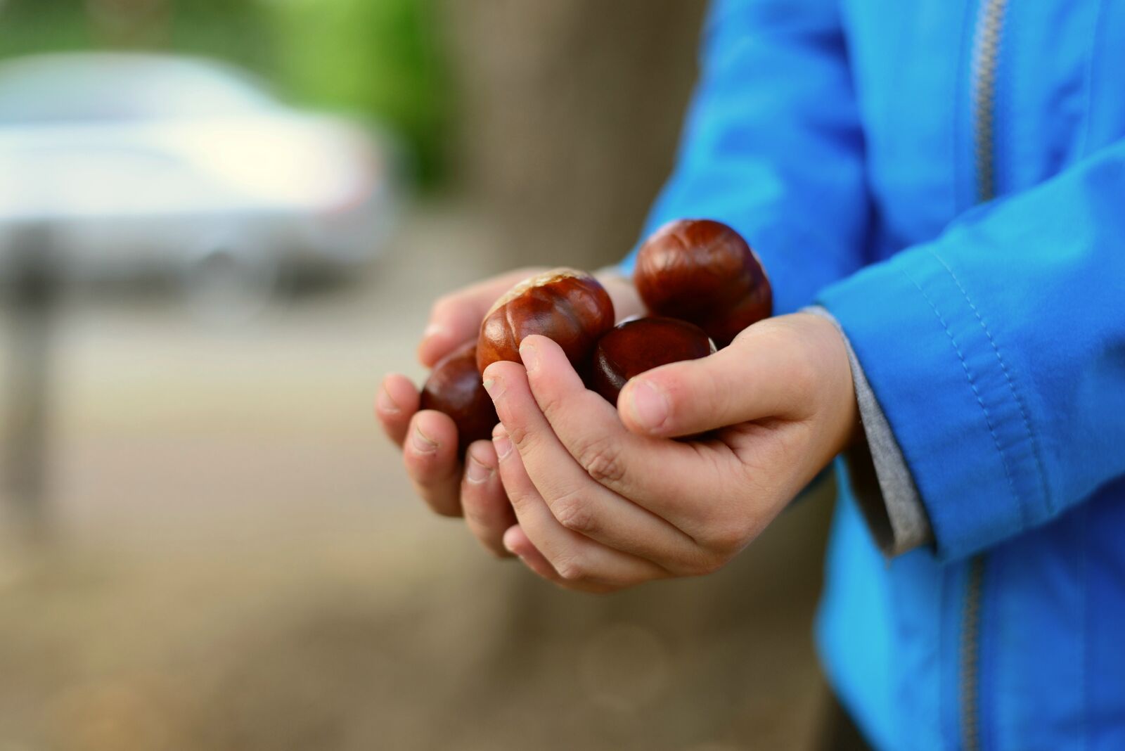 Nikon D610 sample photo. Chestnut, collect, hands photography