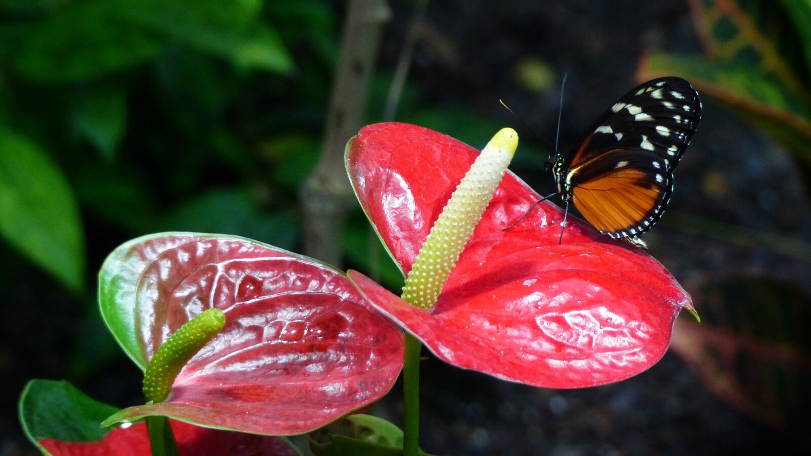 Panasonic Lumix DMC-FZ200 sample photo. Nature, flower, butterfly photography