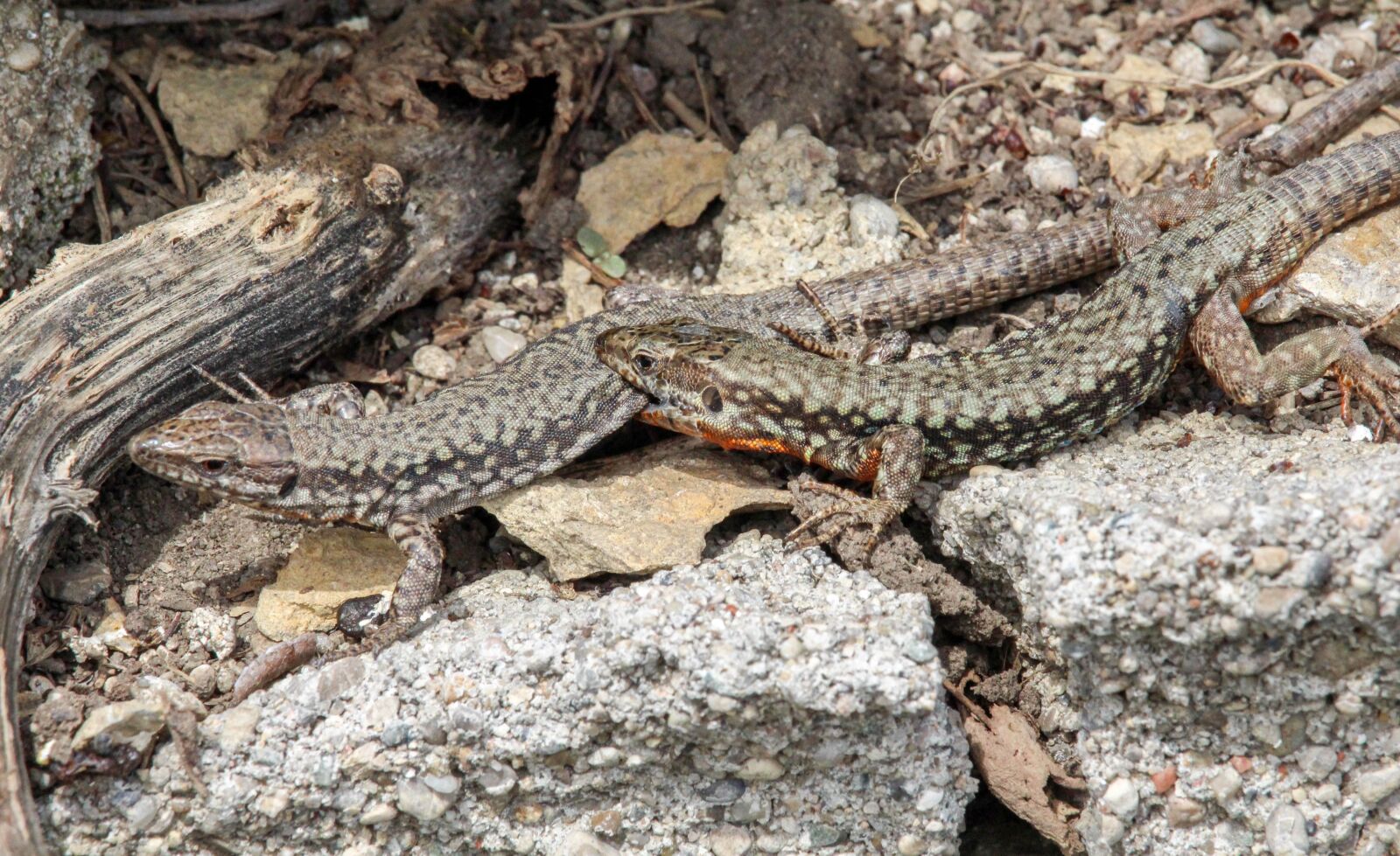 Canon EOS 700D (EOS Rebel T5i / EOS Kiss X7i) sample photo. Reptile, nature, lizard photography
