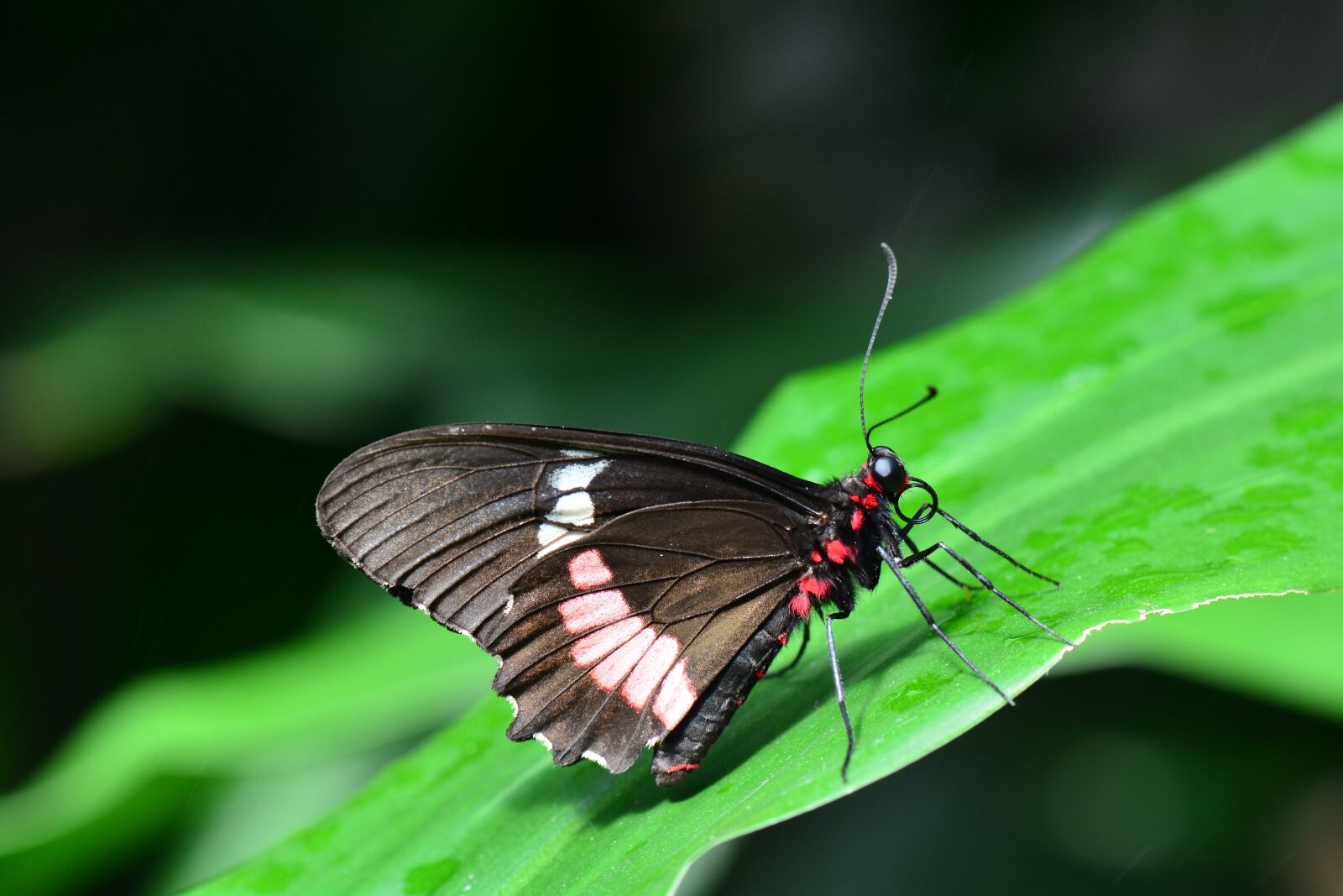 Nikon D7100 sample photo. Pink cattleheart, butterfly, insect photography