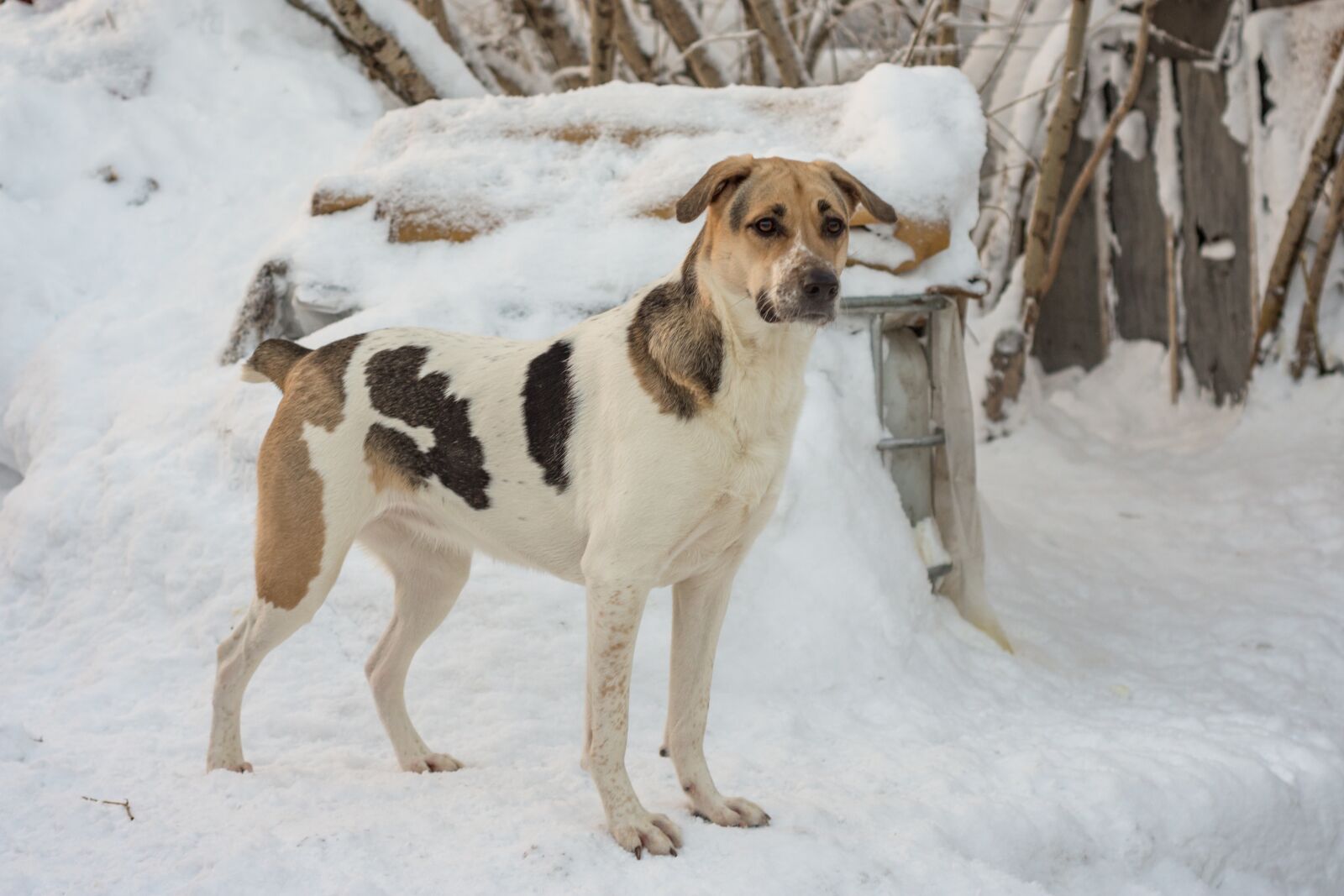 Nikon D7200 sample photo. Dog, winter, day photography