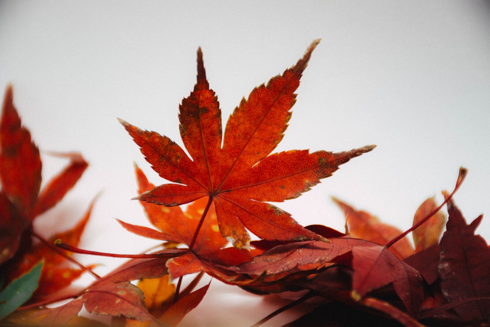 Nikon D7200 sample photo. Leaves, autumn, fall photography