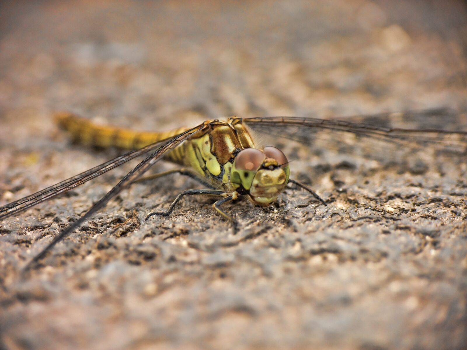 FujiFilm FinePix S200EXR (FinePix S205EXR) sample photo. Dragonfly, wings, insect photography