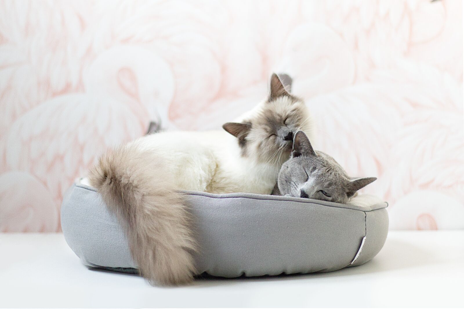 Canon EOS M50 (EOS Kiss M) sample photo. Russian blue, cat, kitten photography
