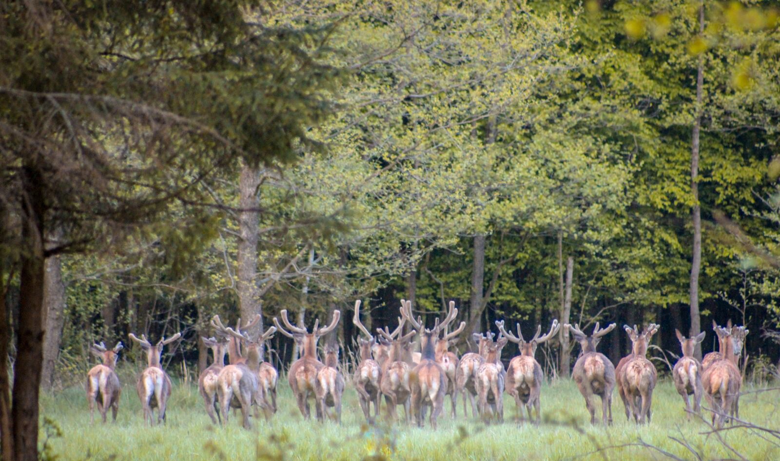 Canon EF75-300mm f/4-5.6 sample photo. Deer, forest, nature photography