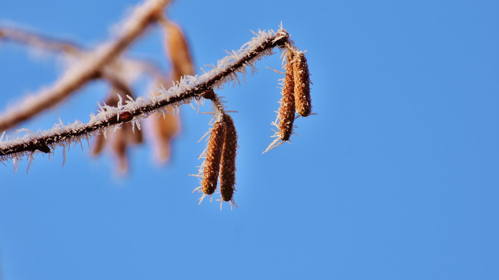 Nikon D7200 sample photo. Blue sky, birch, tree photography