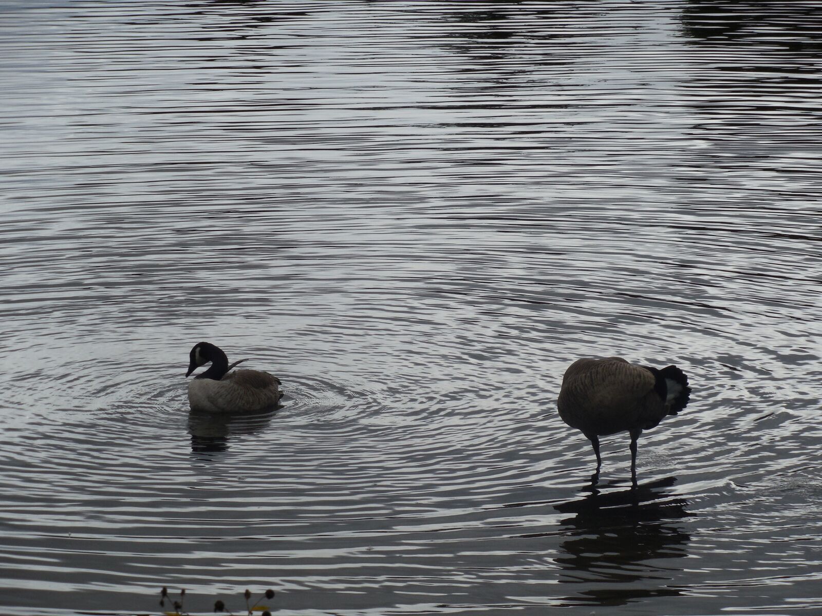Nikon COOLPIX L620 sample photo. Geese, lake, water photography
