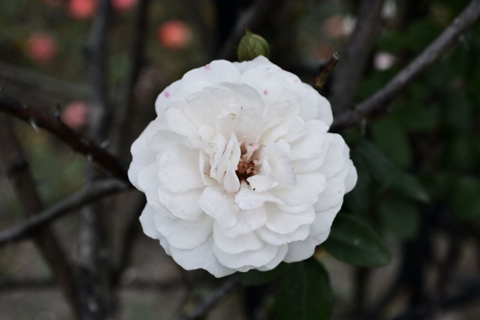 Nikon D3100 sample photo. Nature, branch, white, flower photography