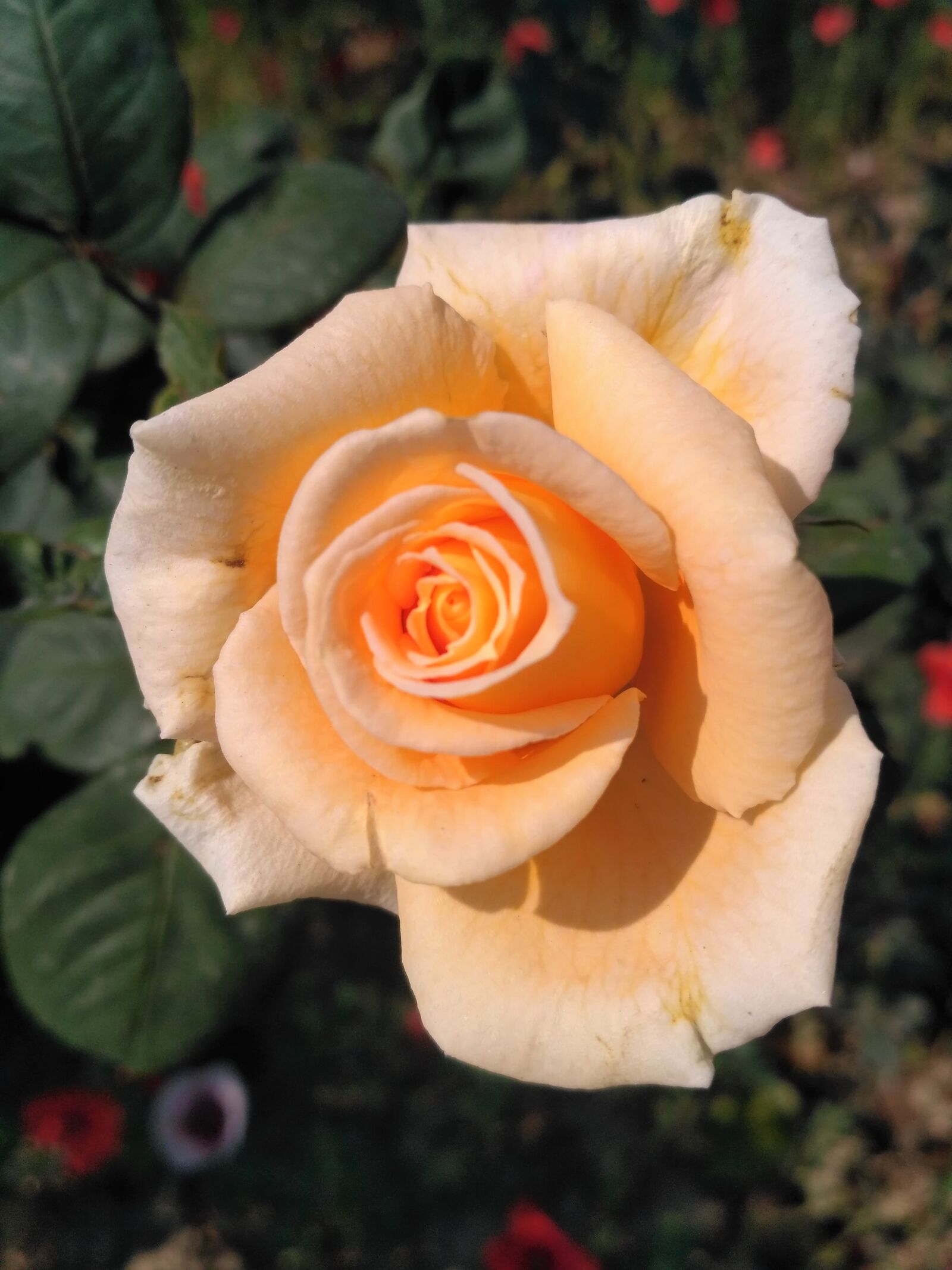 Xiaomi Redmi 3S sample photo. Rose photography