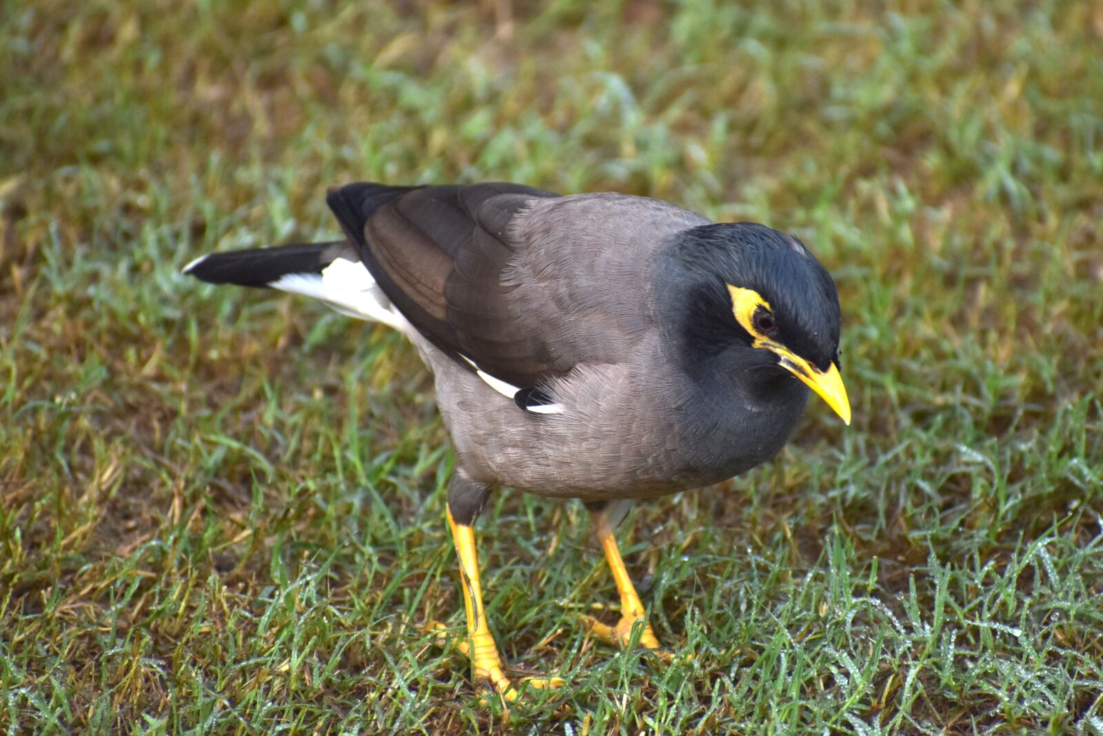 Nikon D5600 sample photo. Myna, mynah, bird photography