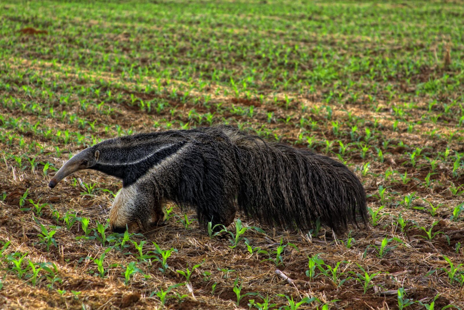 Canon EOS 50D sample photo. Anteater, cerrado, brazilian cerrado photography