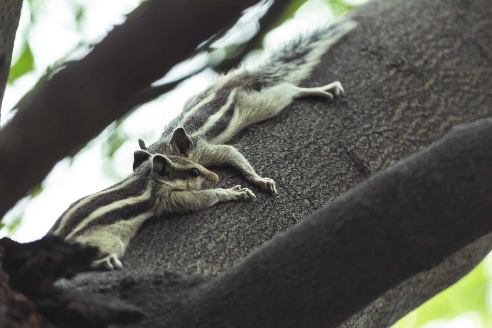 Canon EOS 700D (EOS Rebel T5i / EOS Kiss X7i) sample photo. Squirrel, animal, nature photography