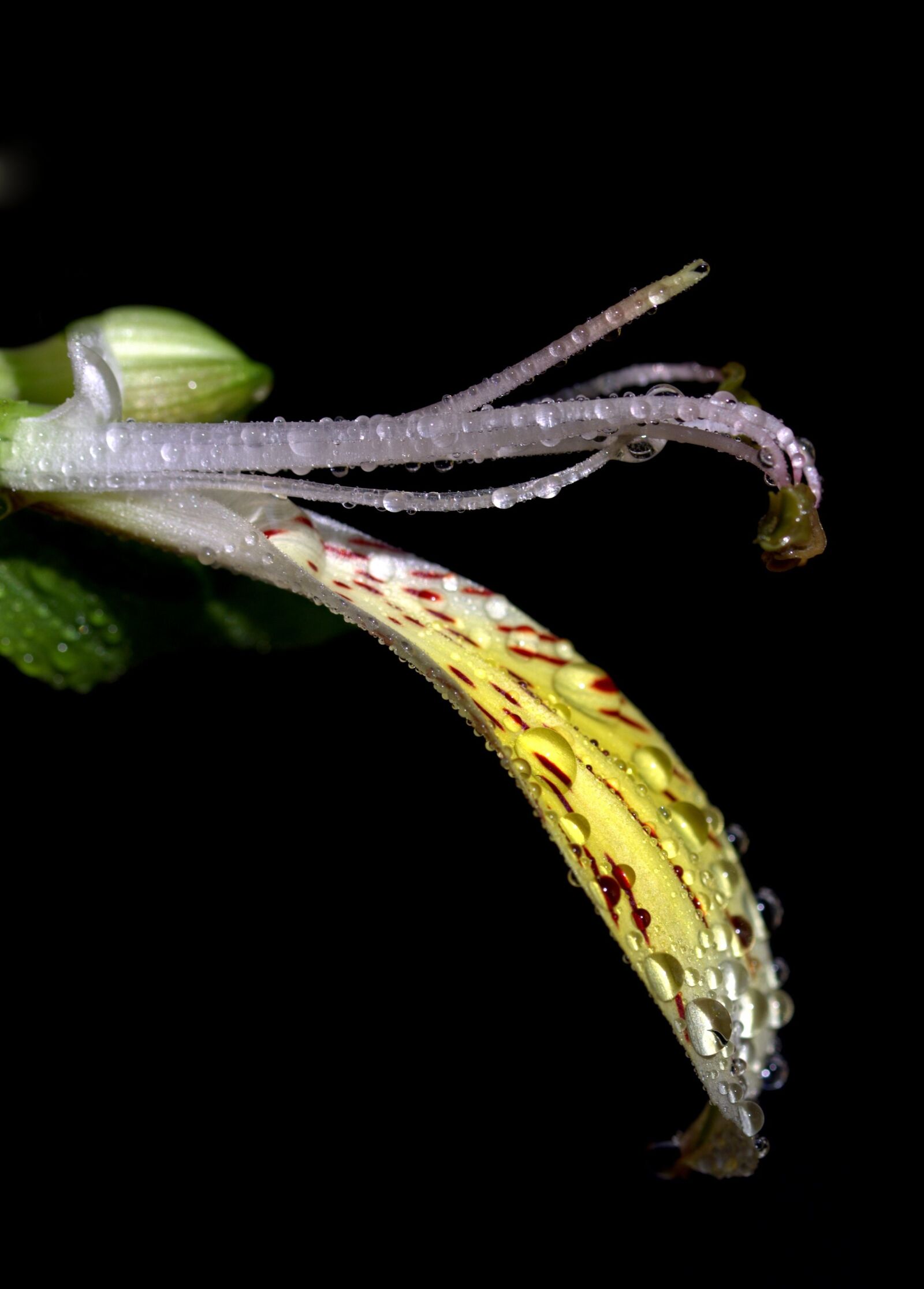Canon EOS 700D (EOS Rebel T5i / EOS Kiss X7i) sample photo. Petals, wet, yellow photography