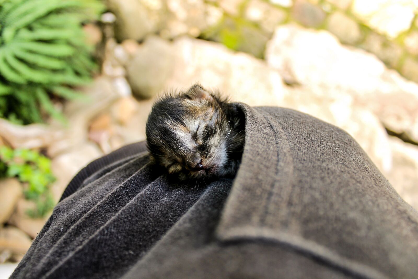 Canon EOS 1100D (EOS Rebel T3 / EOS Kiss X50) sample photo. Kitten, newborn cat, sleeping photography