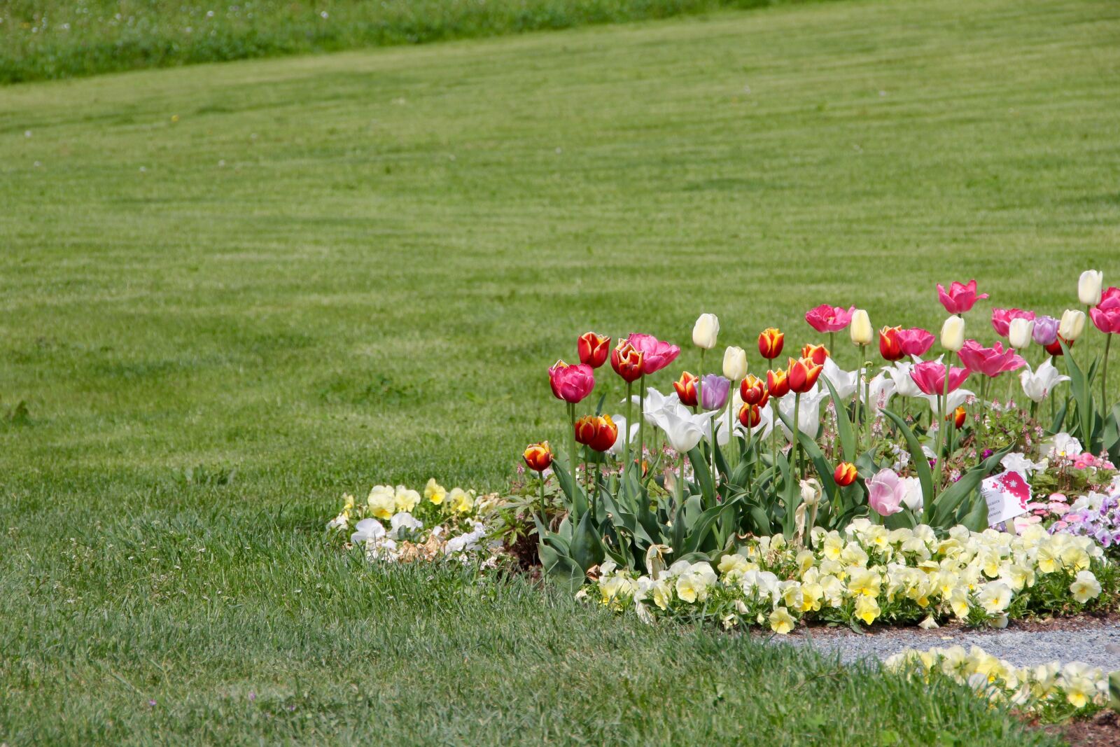 Canon EOS 60D sample photo. Tulips, tulipa, tulpenzwiebel photography