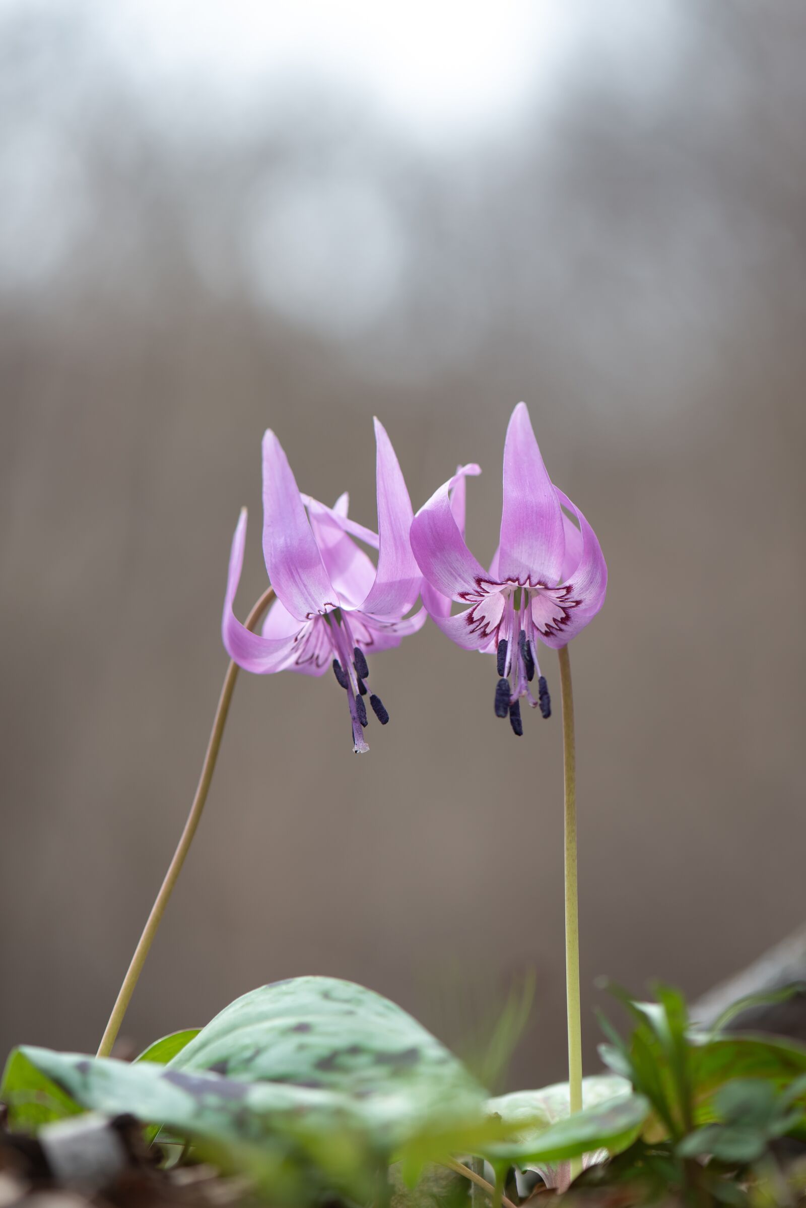 Nikon D800 sample photo. Dog-tooth violet, south korea photography