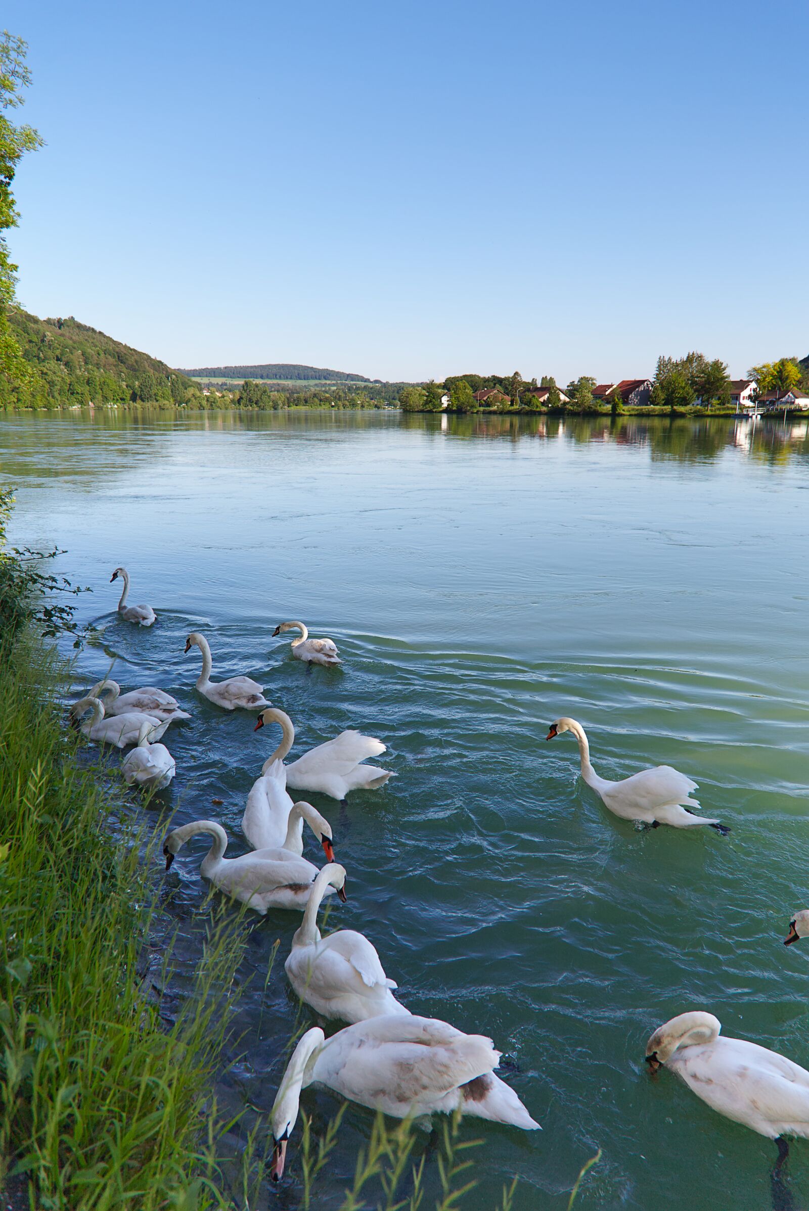 Canon EOS 6D + Canon EF 24-105mm F4L IS USM sample photo. River, bird, rhine photography