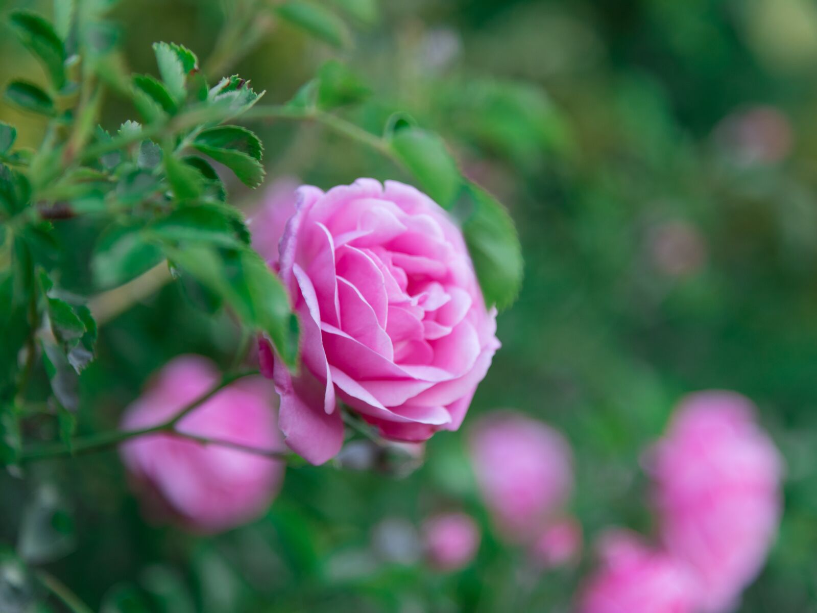 Nikon D850 sample photo. Rose, flower, shrub photography