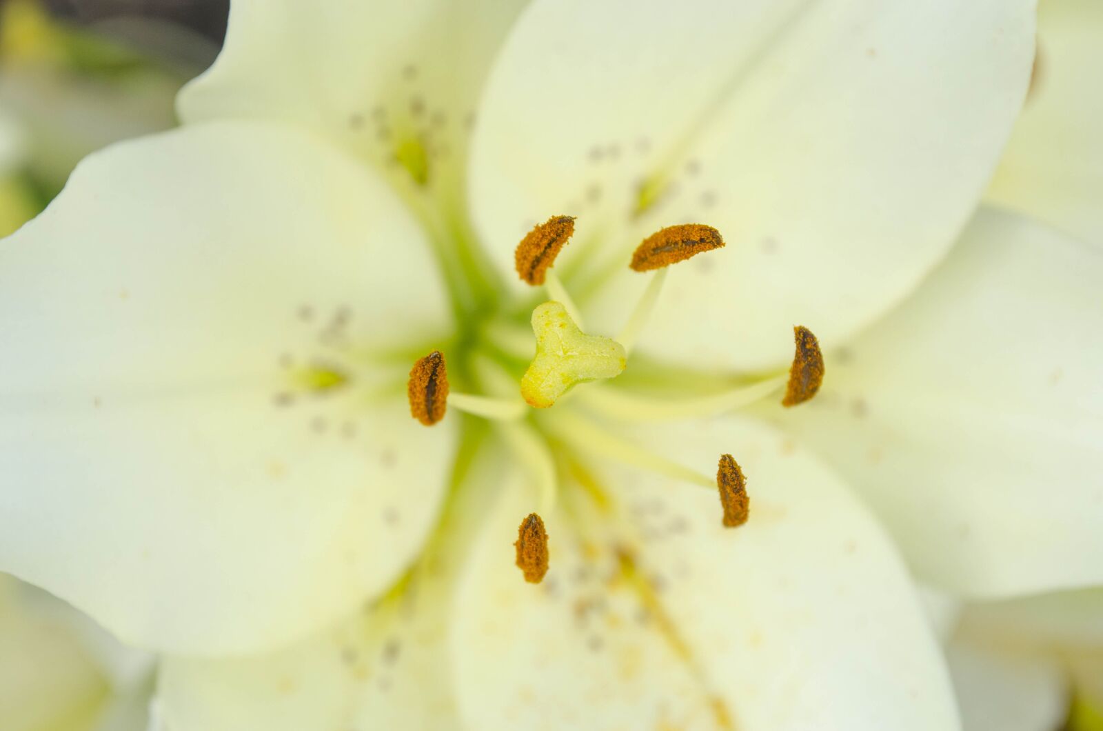 Nikon D5100 sample photo. Lily, white, summer photography