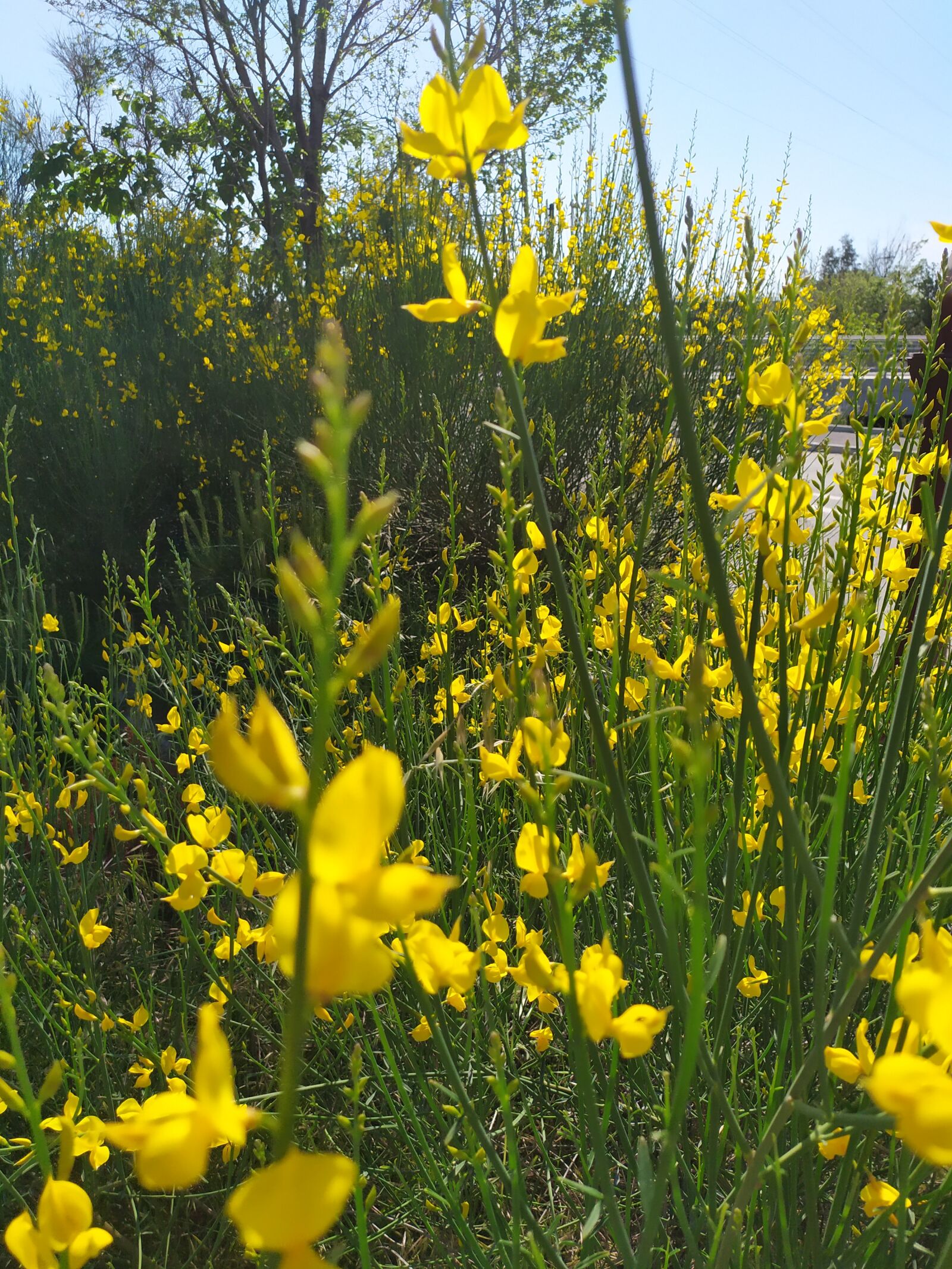 Xiaomi Redmi Note 7 sample photo. Yellow flower, nature, wild photography