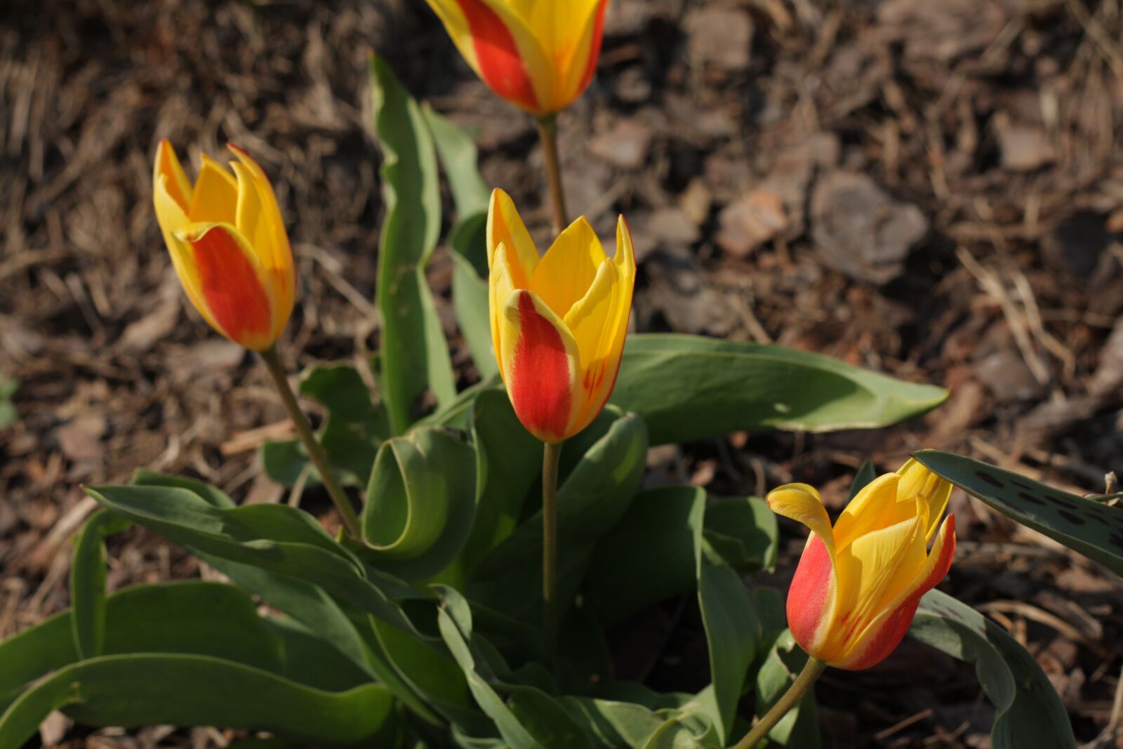 Canon EOS 450D (EOS Rebel XSi / EOS Kiss X2) sample photo. Flowers, tulips, nature photography