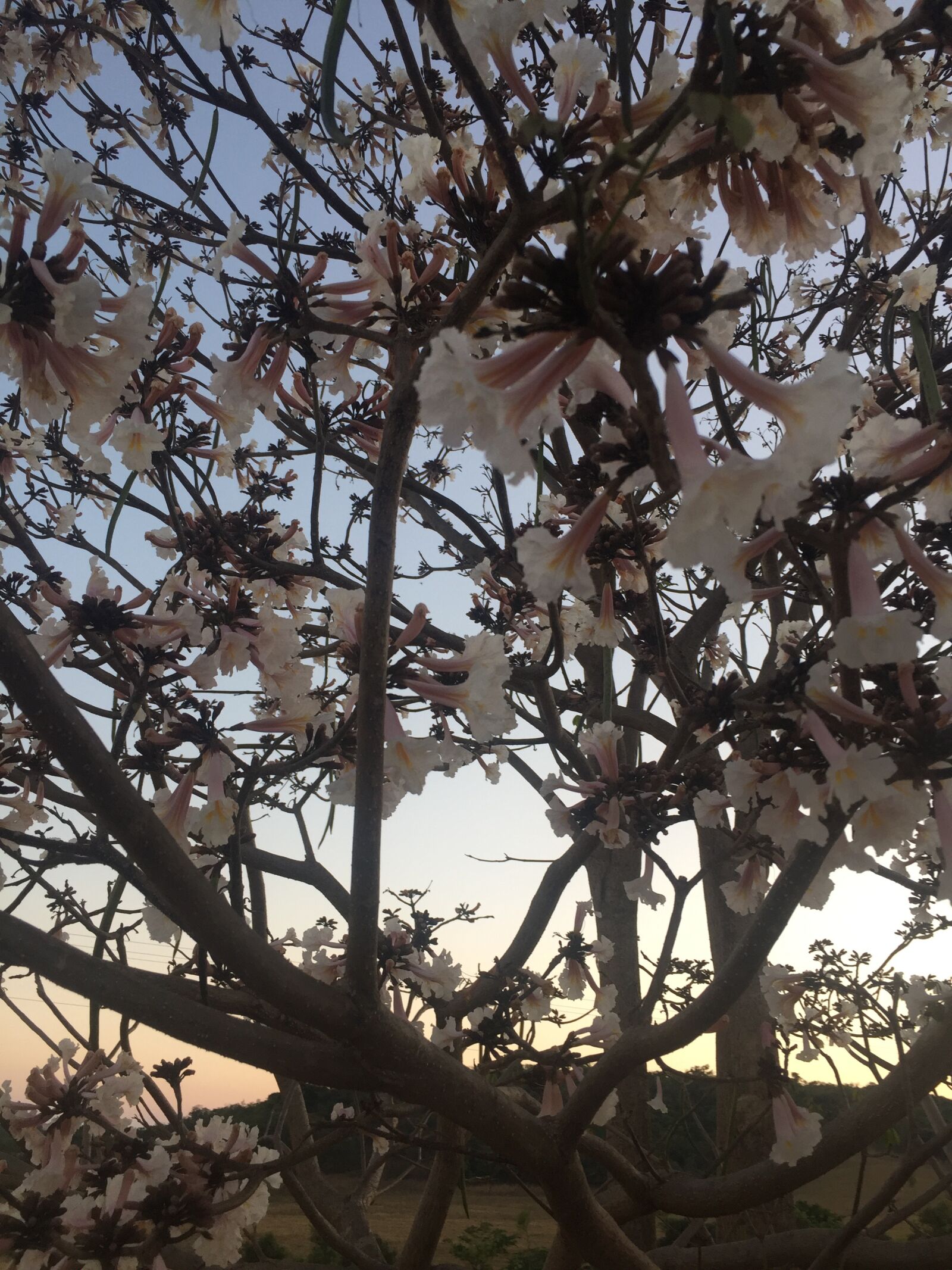 Apple iPhone 6 sample photo. Ipê, tree, at photography