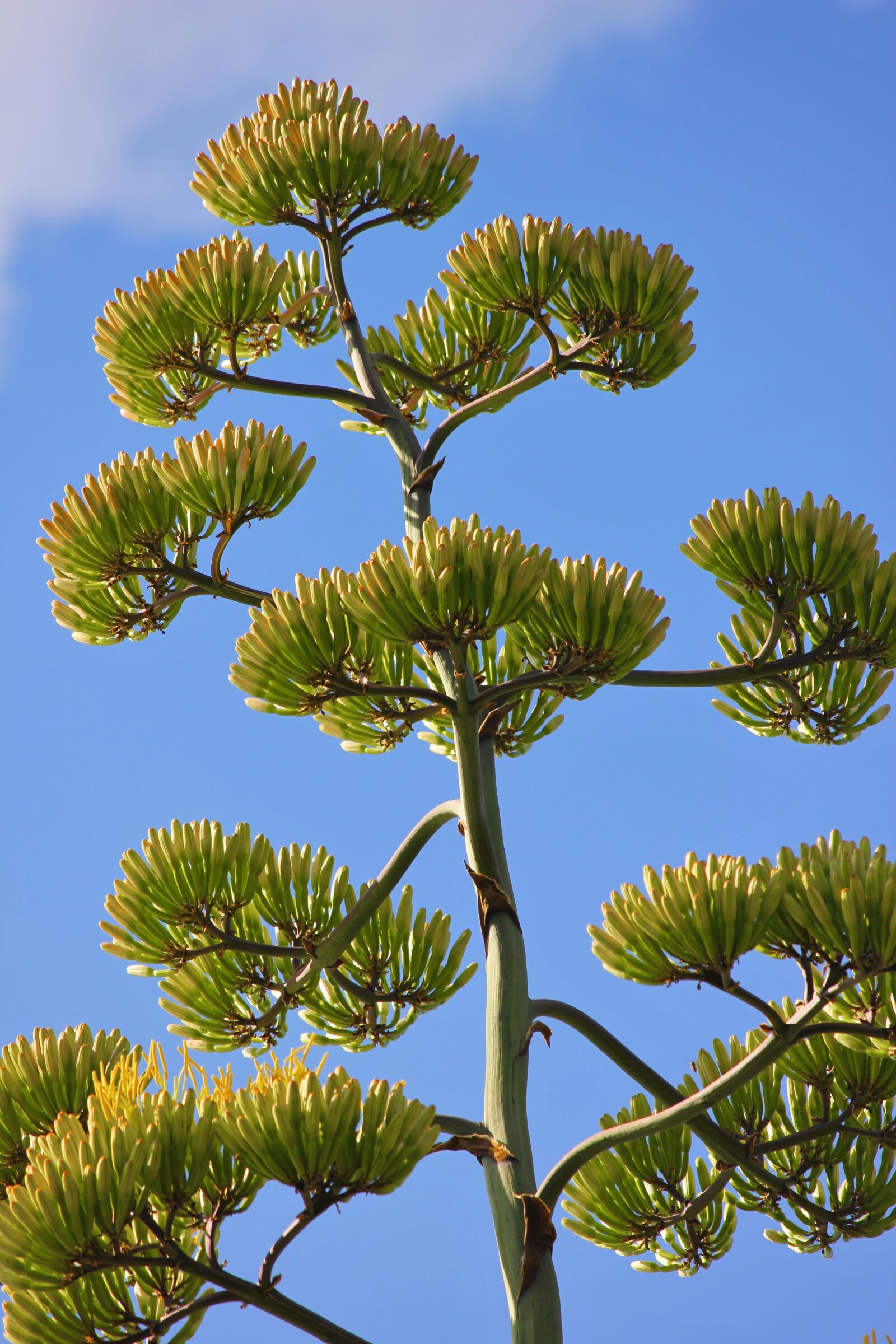 Canon EOS 550D (EOS Rebel T2i / EOS Kiss X4) sample photo. Agave flower, flowers, inflorescence photography
