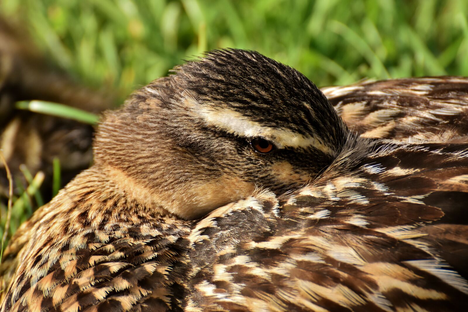 Nikon D7200 sample photo. Mallard, vigilant, close up photography