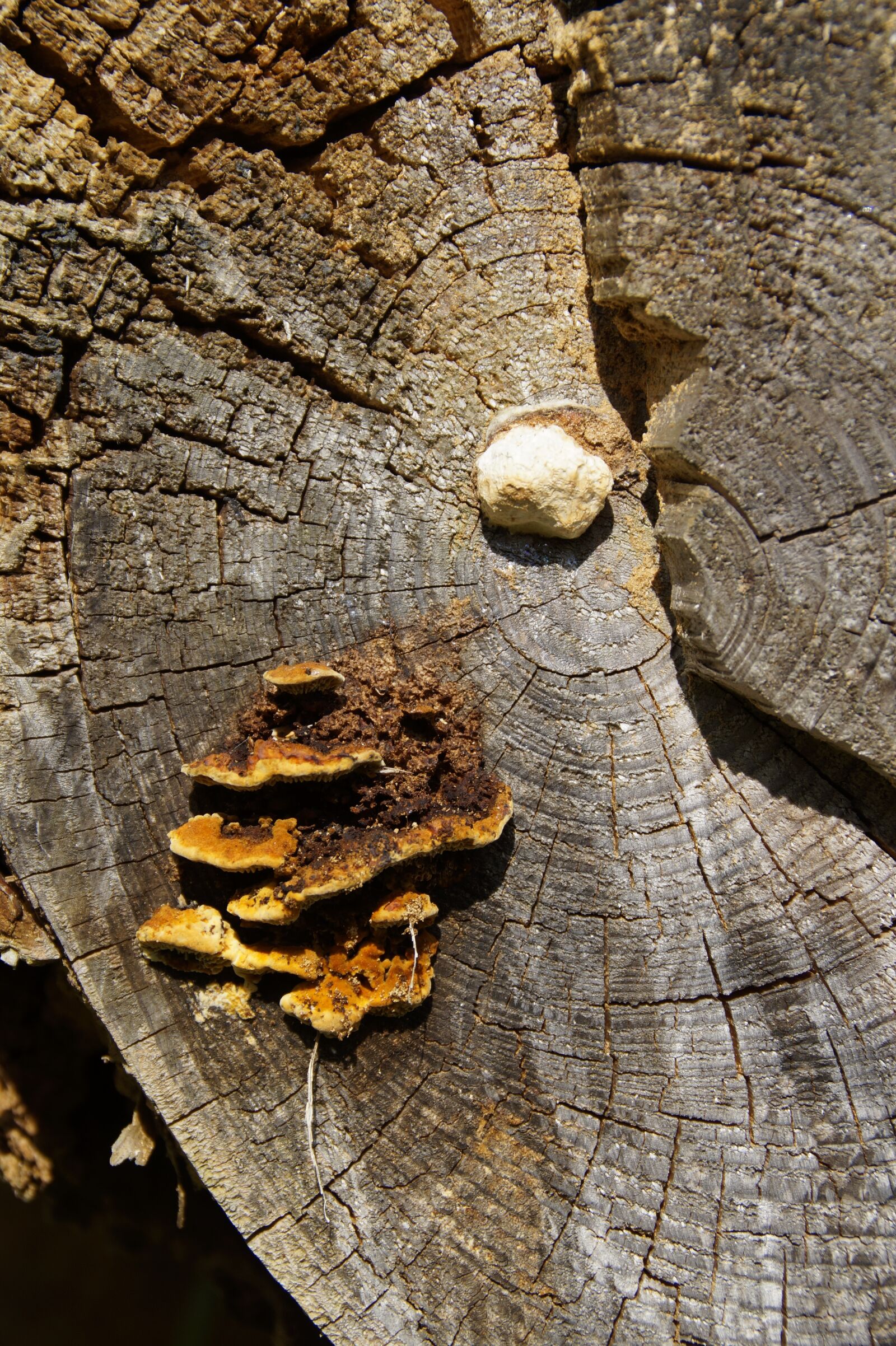 Sony SLT-A58 sample photo. Mushroom, tree fungus, bannwald photography