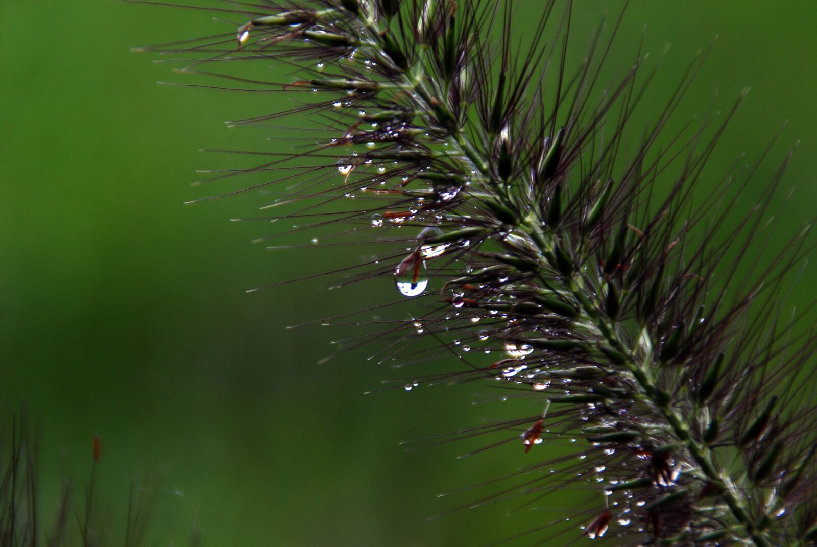 Nikon D40X sample photo. Drop, natural, vegetable photography