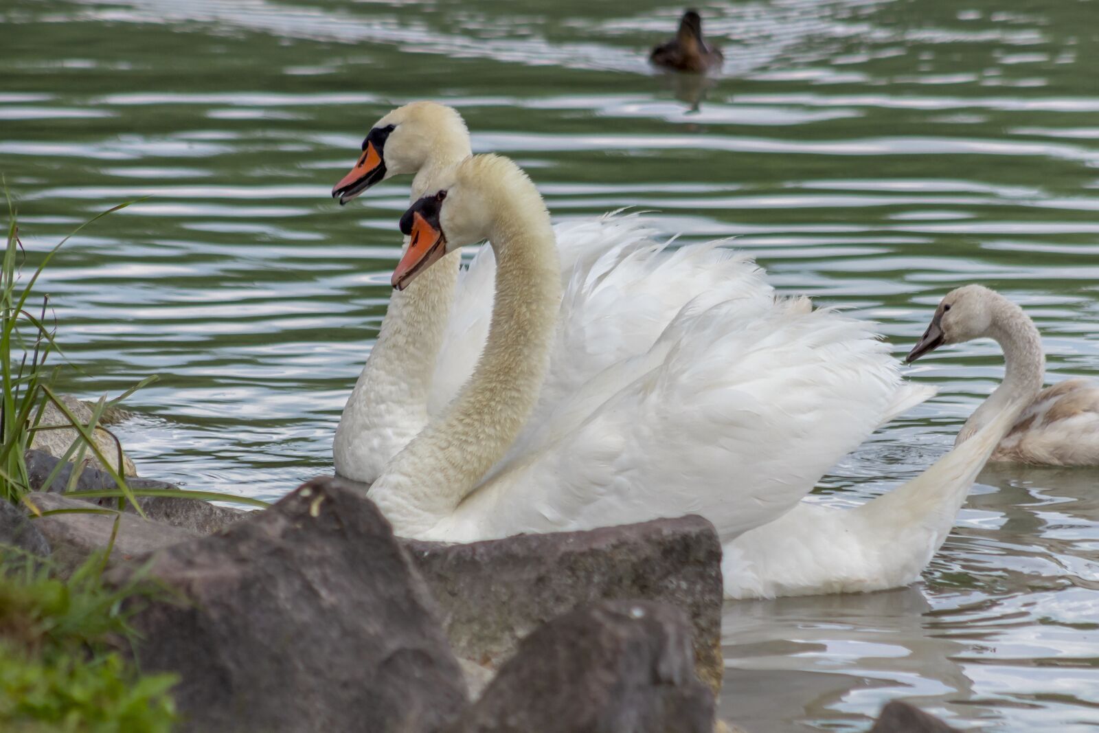 Canon EF75-300mm f/4-5.6 sample photo. Swan, bird, water bird photography