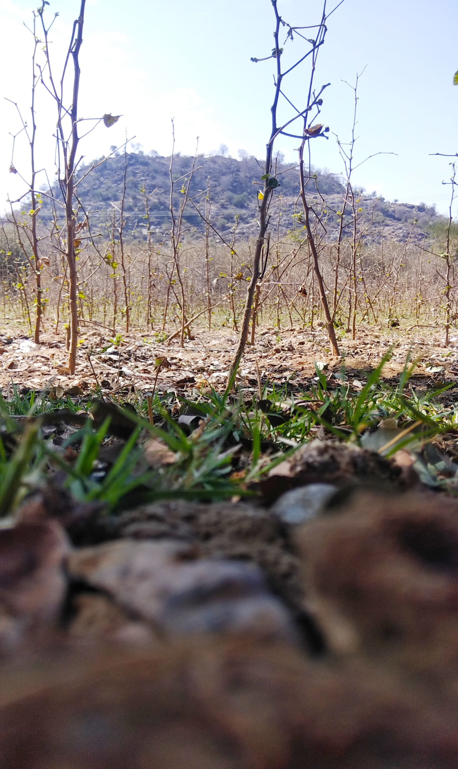Xiaomi Redmi Note 4 sample photo. Hill, agricultural, cotton plants photography