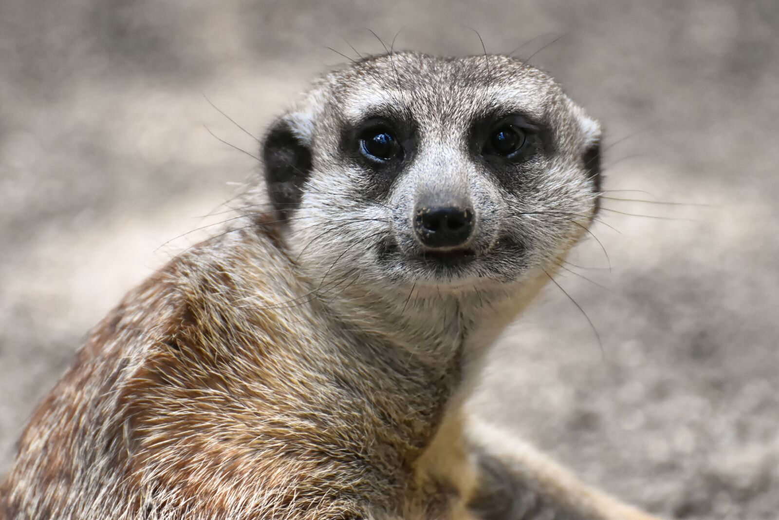 Nikon D7200 sample photo. Meerkat, animal, nature photography