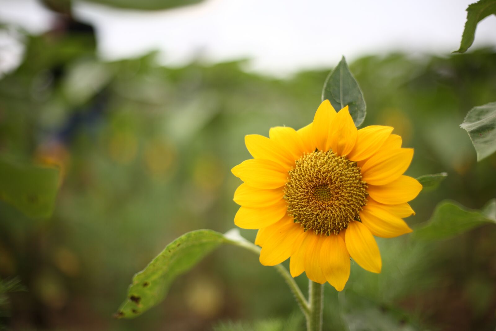 Canon EOS 5D sample photo. Sunflower, flower, yellow photography