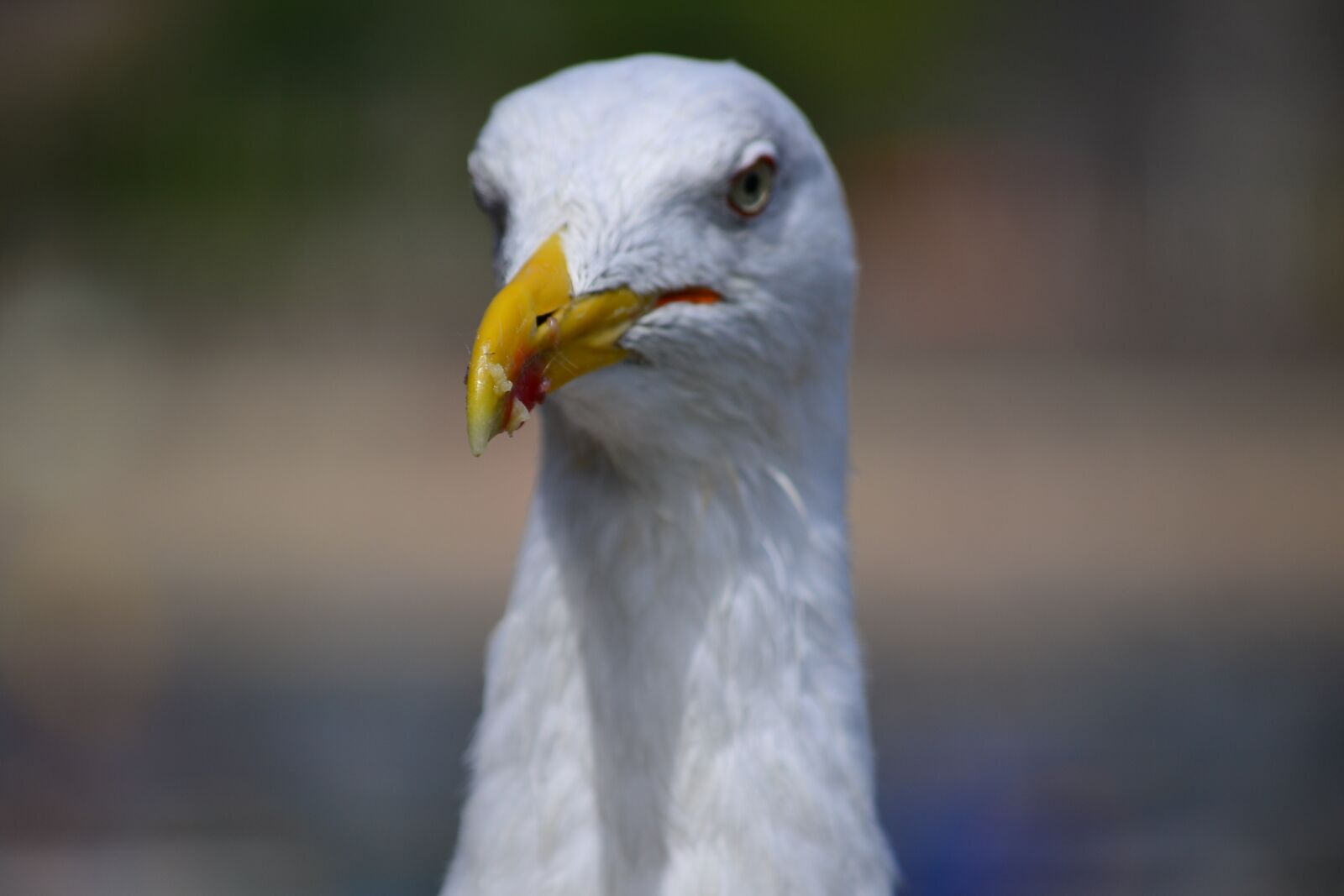 Nikon D3100 sample photo. Bird, ave, animal photography