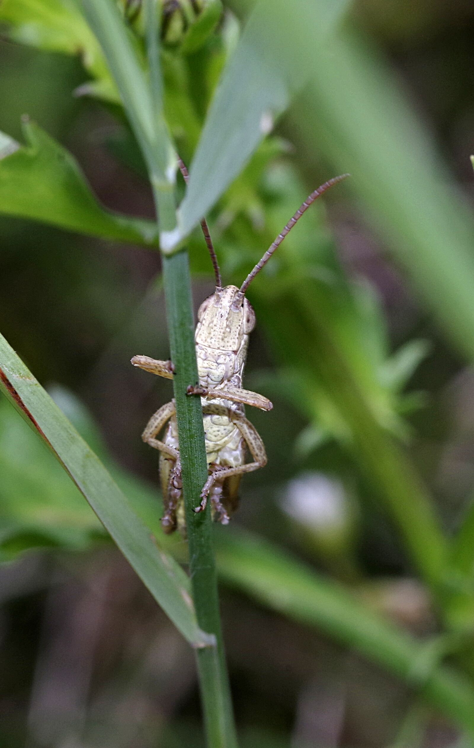 Pentax K-S2 sample photo. Grasshopper, insect, tettigonia viridissima photography