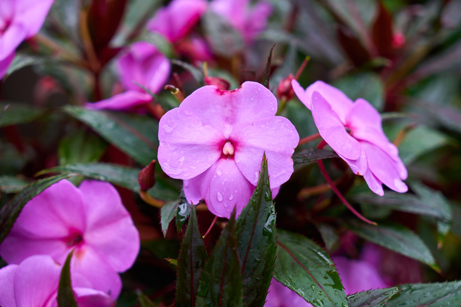 Sony a7R II sample photo. Flower, flowerpot, nature photography