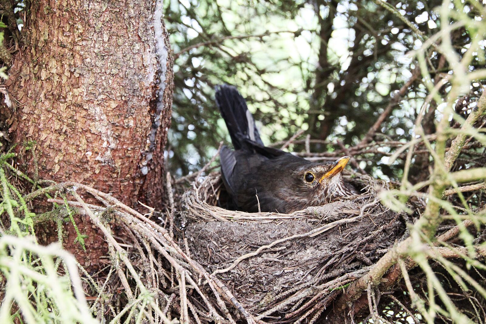 Canon EOS 500D (EOS Rebel T1i / EOS Kiss X3) sample photo. Blackbird, nest, bird's nest photography