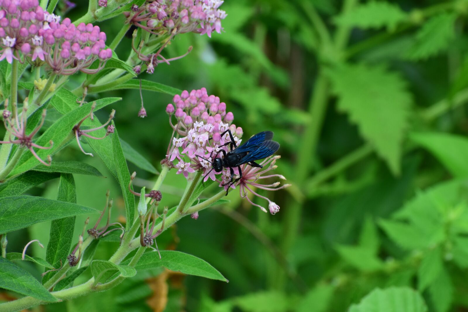 Nikon D3300 sample photo. Wasp, bug, insects photography