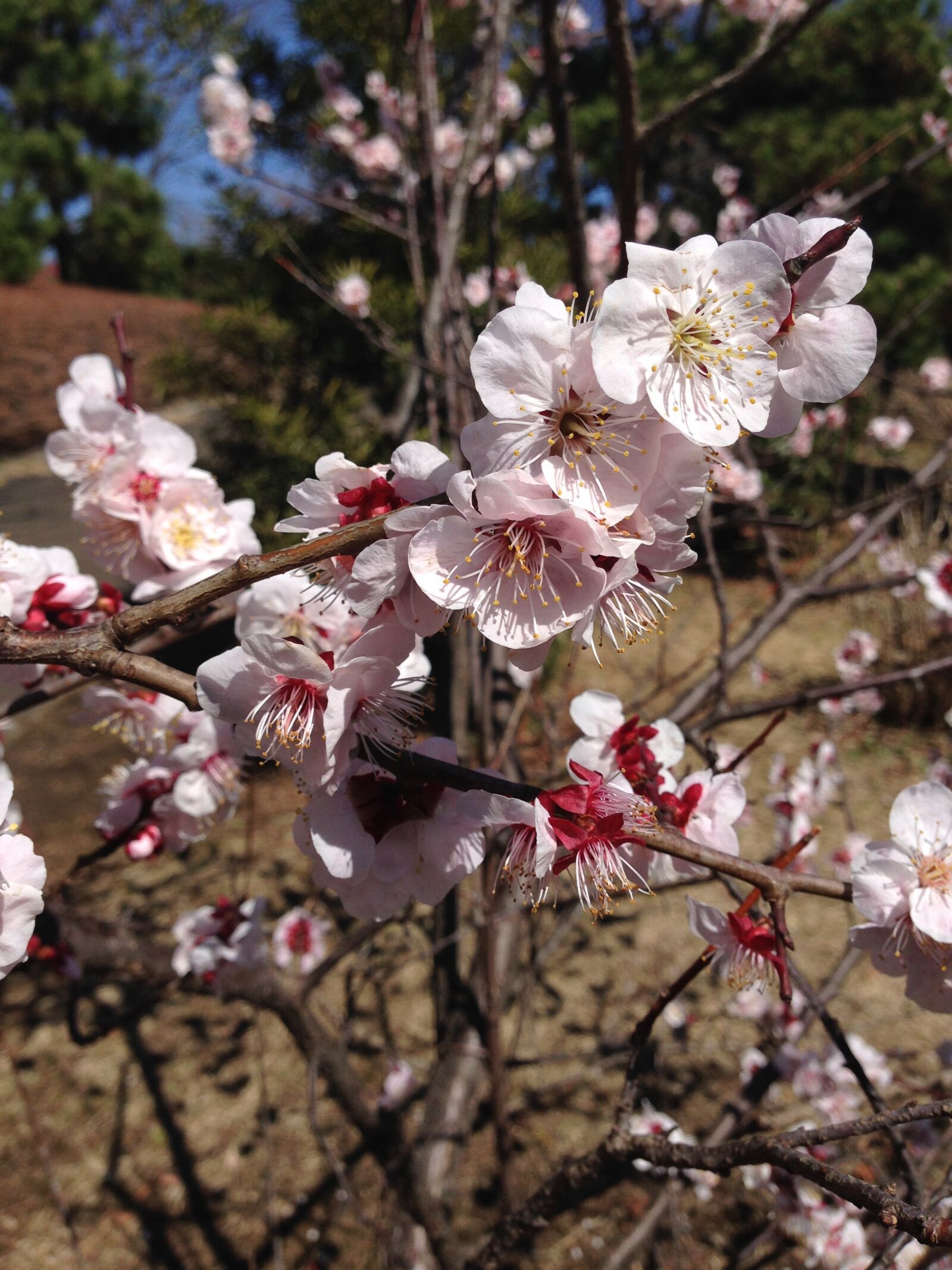 iPhone 5 back camera 4.12mm f/2.4 sample photo. Plum, plum blossoms, flowers photography