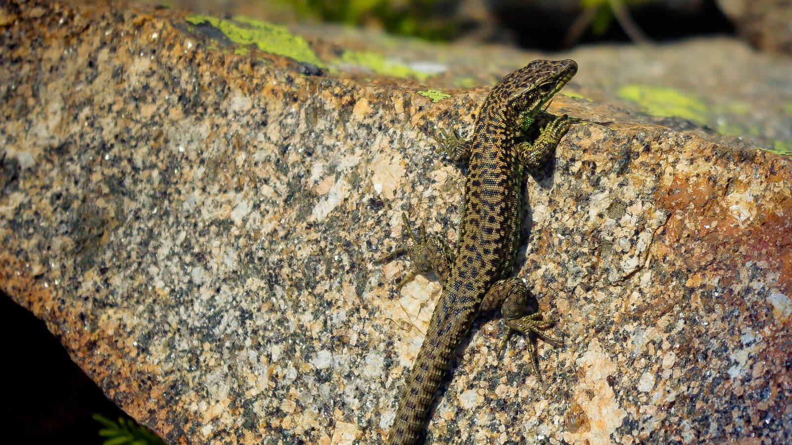 smc PENTAX-DA L 18-55mm F3.5-5.6 sample photo. Lizard, nature, reptile photography