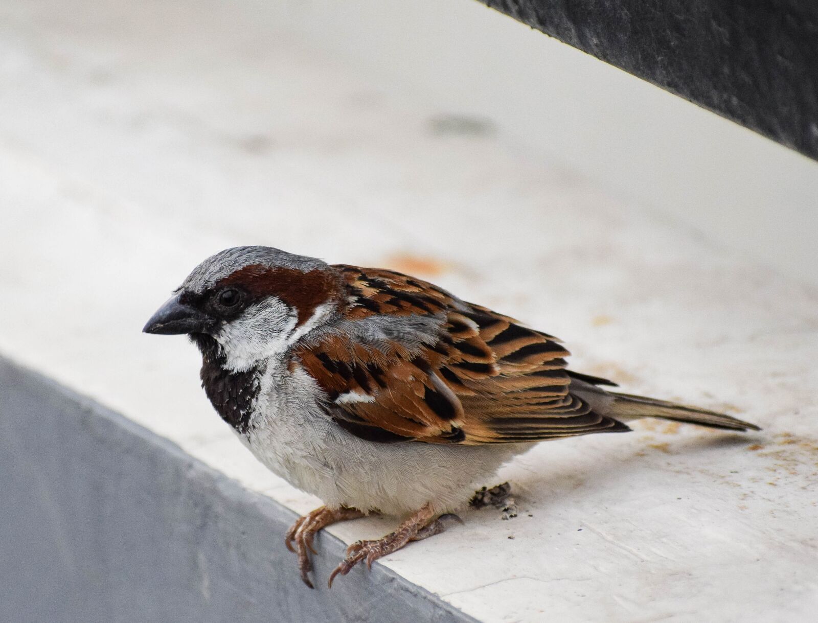 Nikon D3300 sample photo. House sparrow, male, sparrow photography